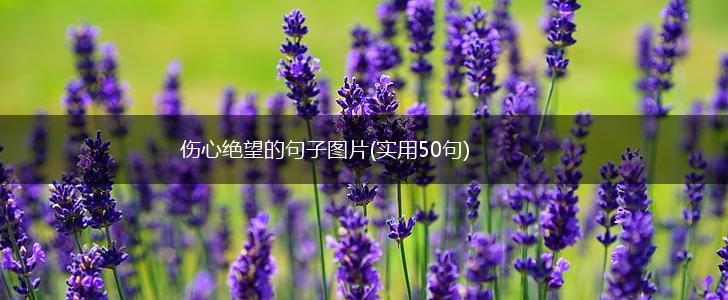 伤心绝望的句子图片(实用50句),第1张