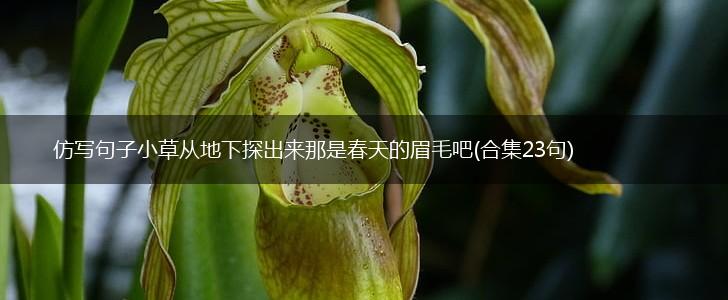 仿写句子小草从地下探出来那是春天的眉毛吧(合集23句),第1张