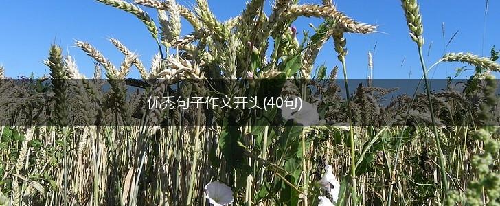 优秀句子作文开头(40句),第1张