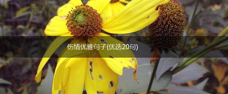 伤情优雅句子(优选20句),第1张