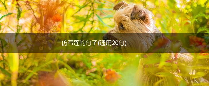 仿写莲的句子(通用20句),第1张