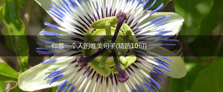 仰慕一个人的唯美句子(精选10句),第1张