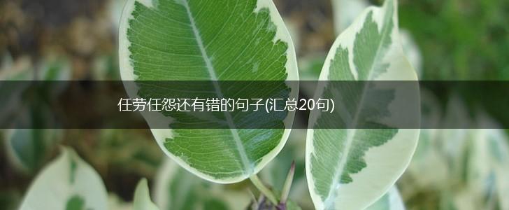 任劳任怨还有错的句子(汇总20句),第1张