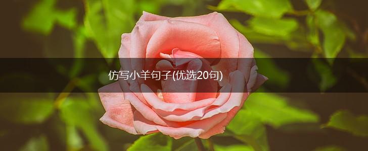 仿写小羊句子(优选20句),第1张