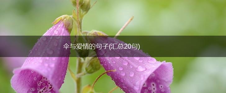 伞与爱情的句子(汇总20句),第1张
