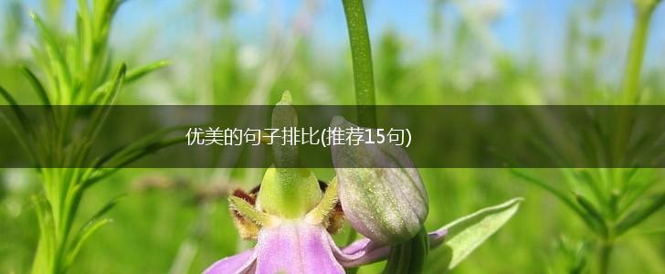 优美的句子排比(推荐15句),第1张